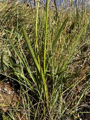 Agapanthus campanulatus