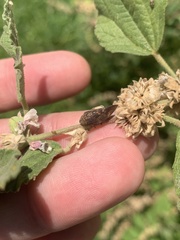 Cephisus siccifolius