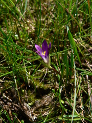 Romulea revelieri
