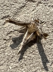 Apochima flabellaria