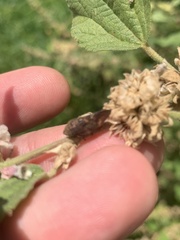 Cephisus siccifolius