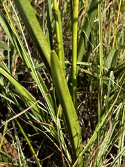 Agapanthus campanulatus