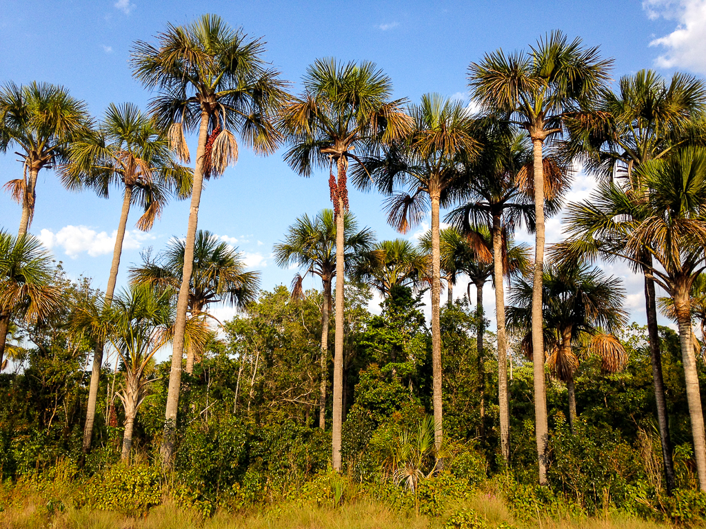 Mauritia flexuosa