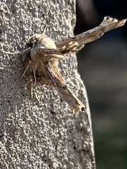 Apochima flabellaria