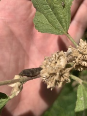 Cephisus siccifolius