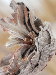 Rabdophaga strobiloides