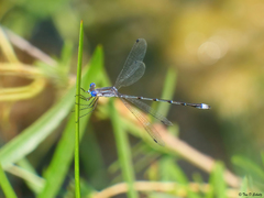 Lestes australis