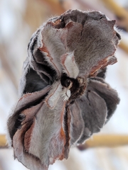 Rabdophaga strobiloides