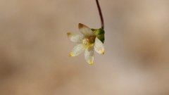 Nemacladus sigmoideus