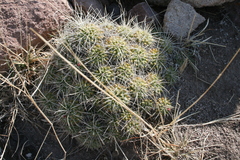Mammillaria compressa
