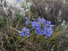 Agapanthus campanulatus