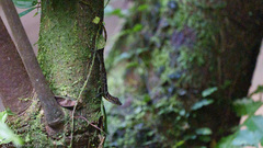 Anolis polylepis