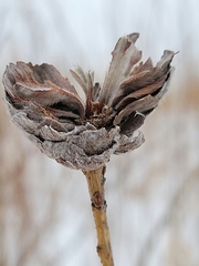 Rabdophaga strobiloides