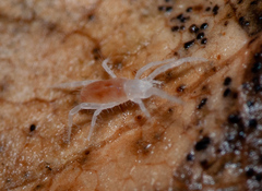 Rhagidiidae