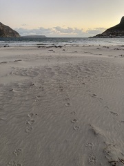 Aonyx capensis capensis