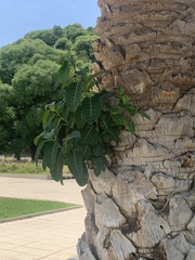 Ficus luschnathiana