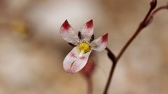 Nemacladus orientalis