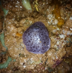 Sebadoris fragilis