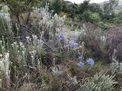 Agapanthus campanulatus