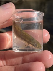 Rhinichthys cataractae