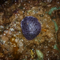 Sebadoris fragilis