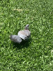Patagioenas picazuro