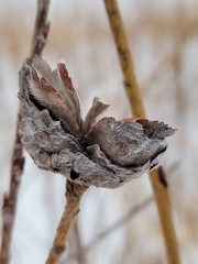 Rabdophaga strobiloides