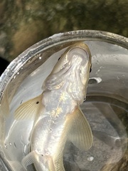 Rhinichthys cataractae