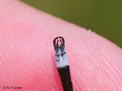 Lestes australis