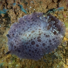 Sebadoris fragilis