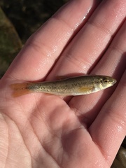 Rhinichthys cataractae