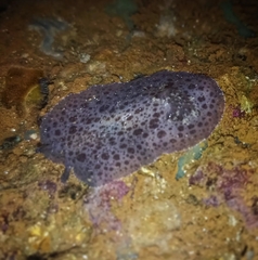 Sebadoris fragilis