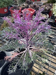 Brassica oleracea acephala