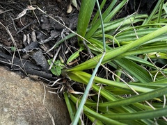 Agapanthus campanulatus