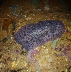 Sebadoris fragilis