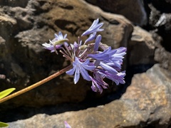 Agapanthus caulescens