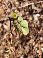 Rosa multiflora