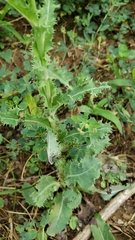 Sonchus asper