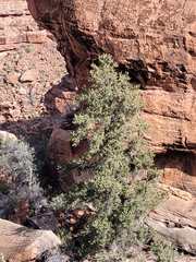 Pinus monophylla