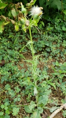 Sonchus asper