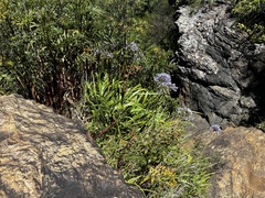 Agapanthus caulescens