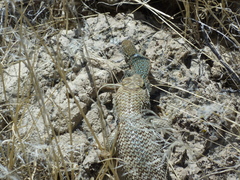 Sceloporus uniformis