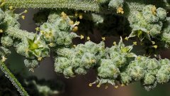 Chenopodium fremontii