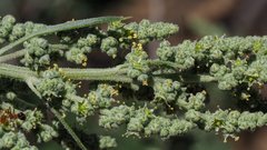 Chenopodium fremontii