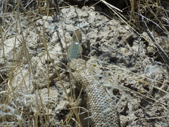 Sceloporus uniformis