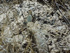 Sceloporus uniformis