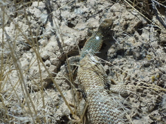 Sceloporus uniformis