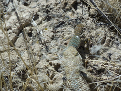 Sceloporus uniformis