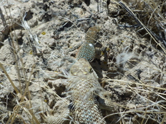 Sceloporus uniformis