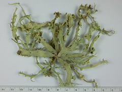 Ramalina fraxinea
